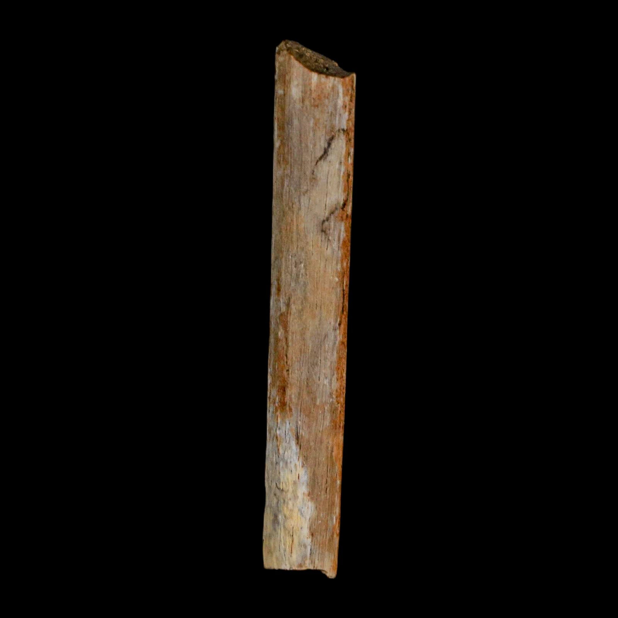 1.7" Hadrosaur Dinosaur Tendon Fossil Lance Creek FM Cretaceous Wyoming COA - Fossil Age Minerals