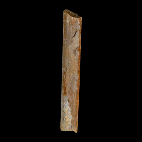 1.7" Hadrosaur Dinosaur Tendon Fossil Lance Creek FM Cretaceous Wyoming COA - Fossil Age Minerals