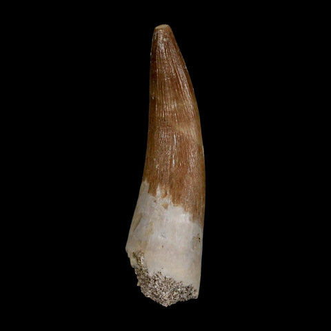 1.9" Plesiosaur Zarafasaura Tooth Fossil Cretaceous Dinosaur Era COA, Stand