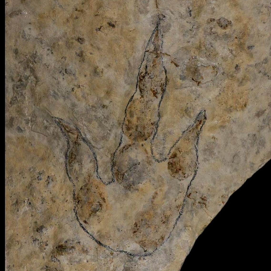 5.3" Grallator Variabilis Dinosaurs Tracks Foot Prints Jurassic Age France COA, Stand - Fossil Age Minerals