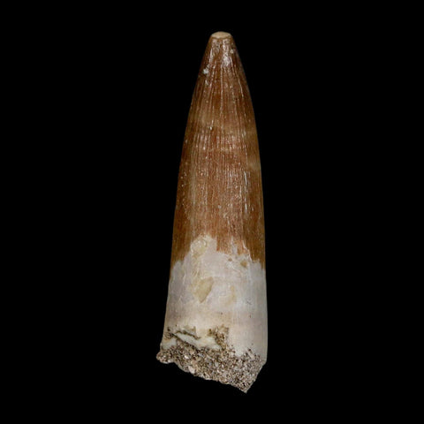 1.9" Plesiosaur Zarafasaura Tooth Fossil Cretaceous Dinosaur Era COA, Stand