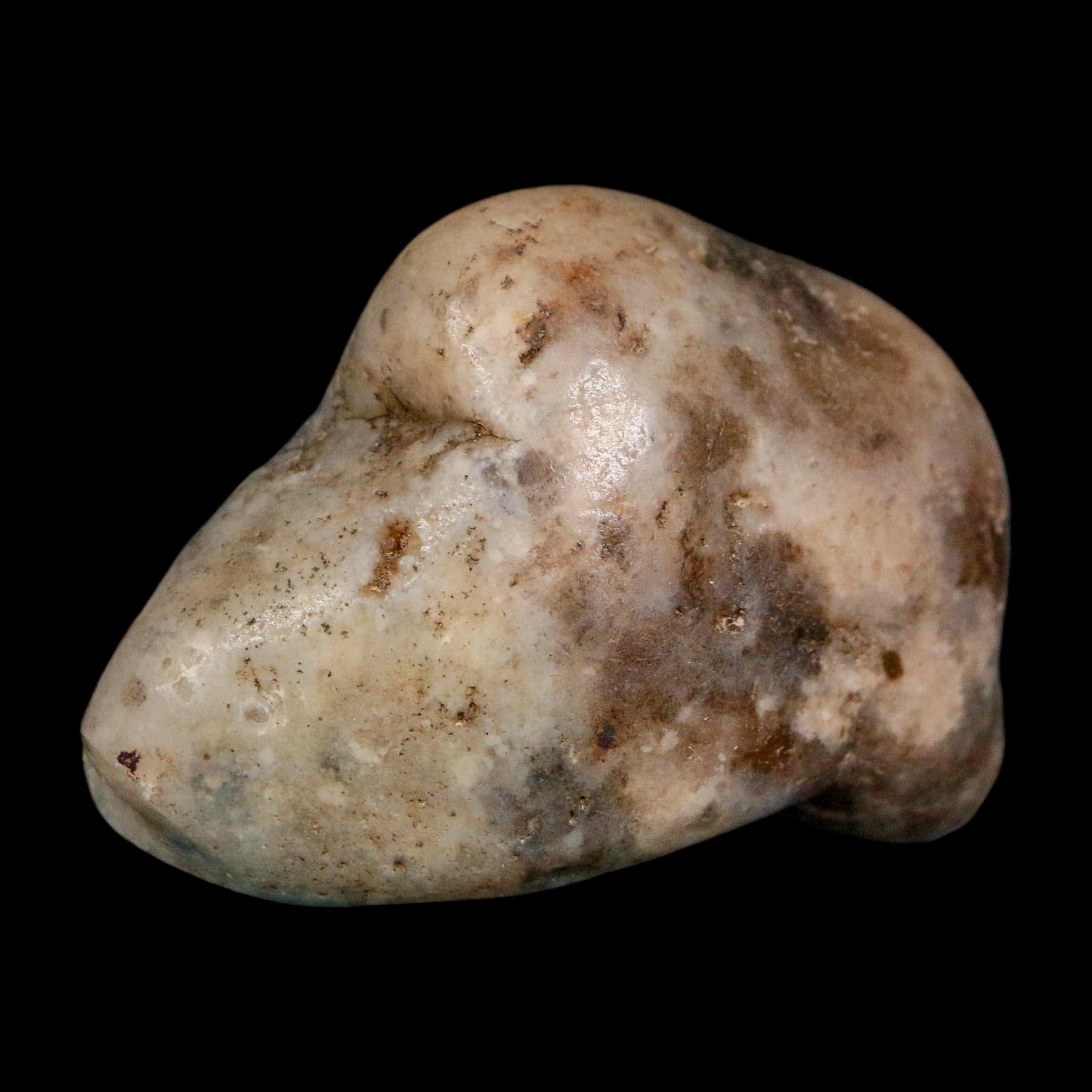 2" Sauropod Dinosaur Stomach Stone Gastrolith Rock Gizzard Stone COA - Fossil Age Minerals