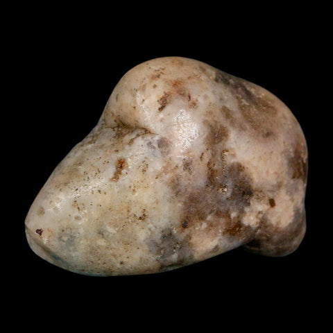 2" Sauropod Dinosaur Stomach Stone Gastrolith Rock Gizzard Stone COA - Fossil Age Minerals