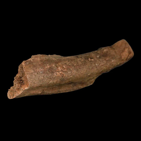 5.1" Pachycephalosaurus Fossil Rib Bone Cretaceous Dinosaur Hell Creek MT COA