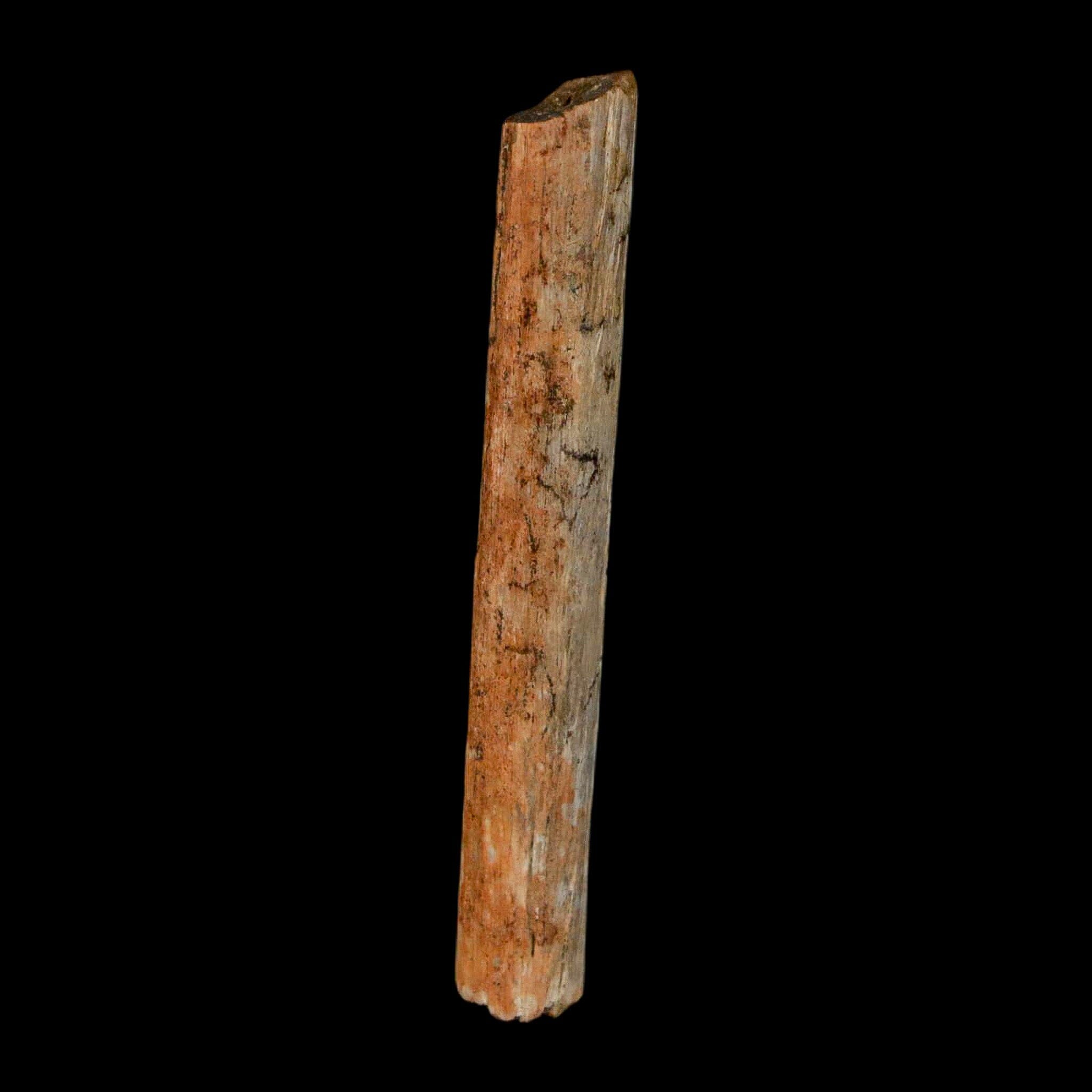 1.7" Hadrosaur Dinosaur Tendon Fossil Lance Creek FM Cretaceous Wyoming COA - Fossil Age Minerals