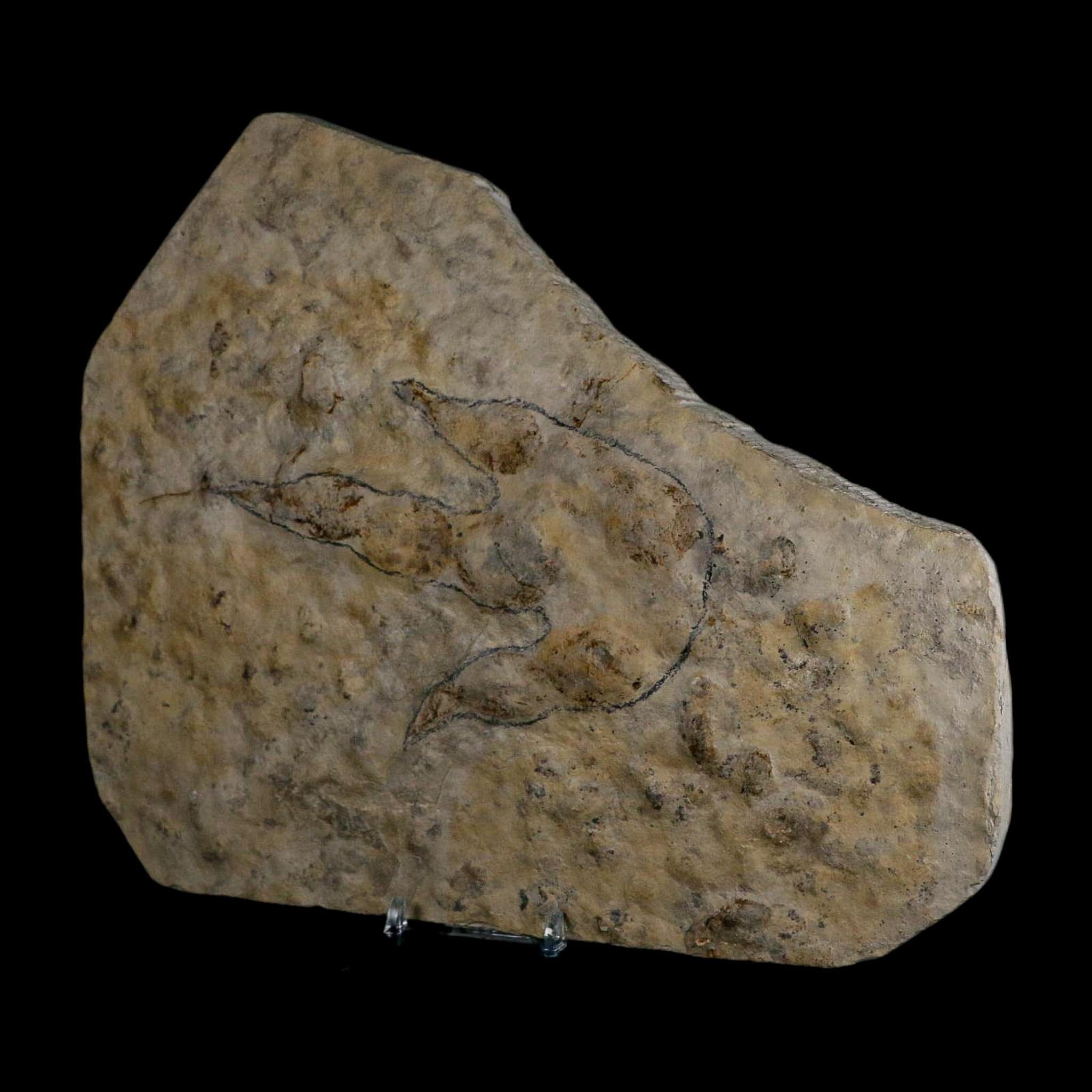 5.3" Grallator Variabilis Dinosaurs Tracks Foot Prints Jurassic Age France COA, Stand - Fossil Age Minerals