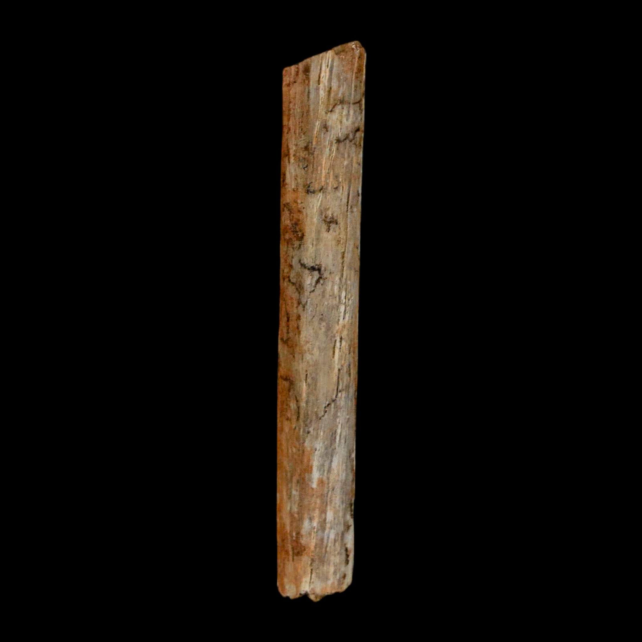 1.7" Hadrosaur Dinosaur Tendon Fossil Lance Creek FM Cretaceous Wyoming COA - Fossil Age Minerals
