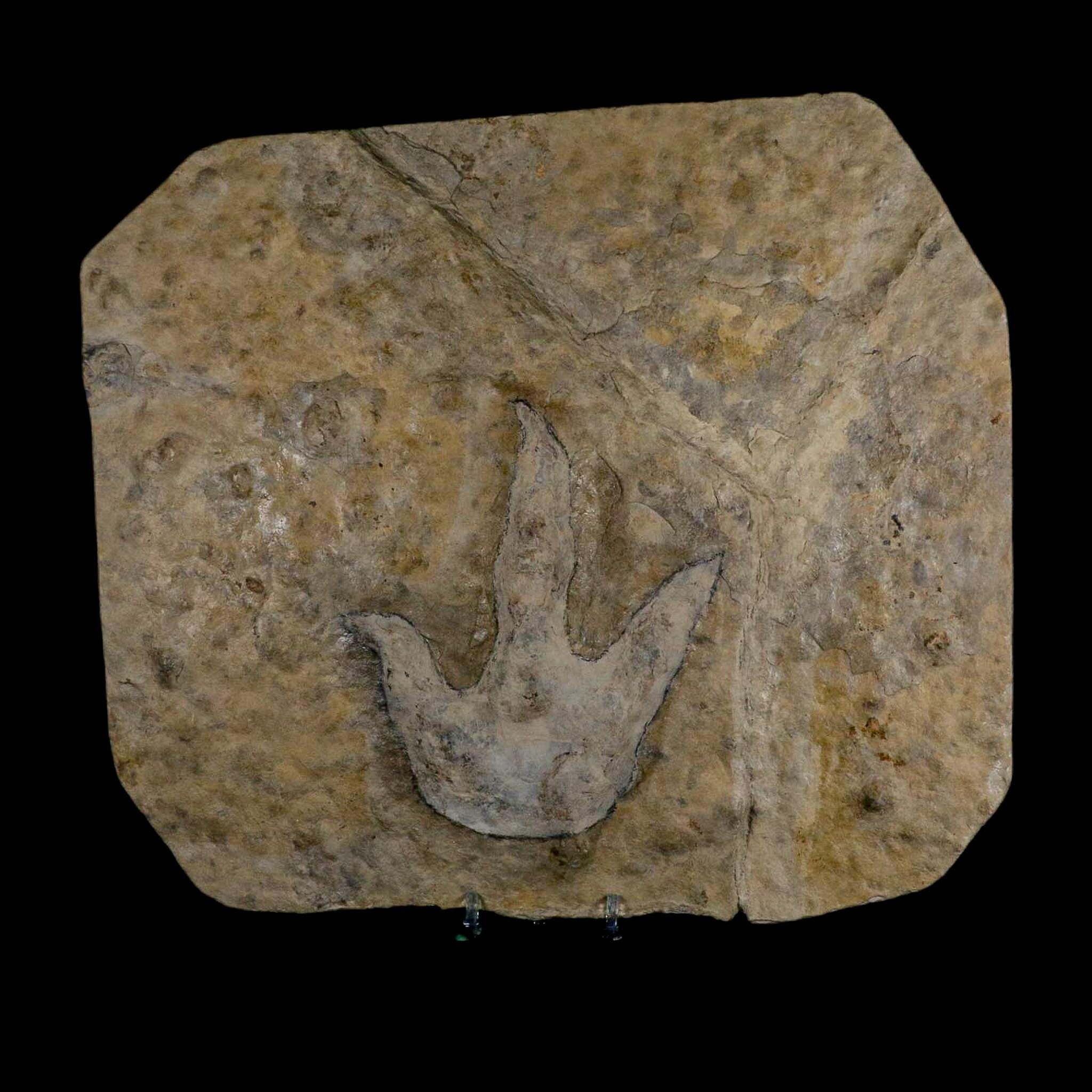 4.8" Grallator Variabilis Dinosaurs Tracks Foot Prints Jurassic Age France COA, Stand - Fossil Age Minerals