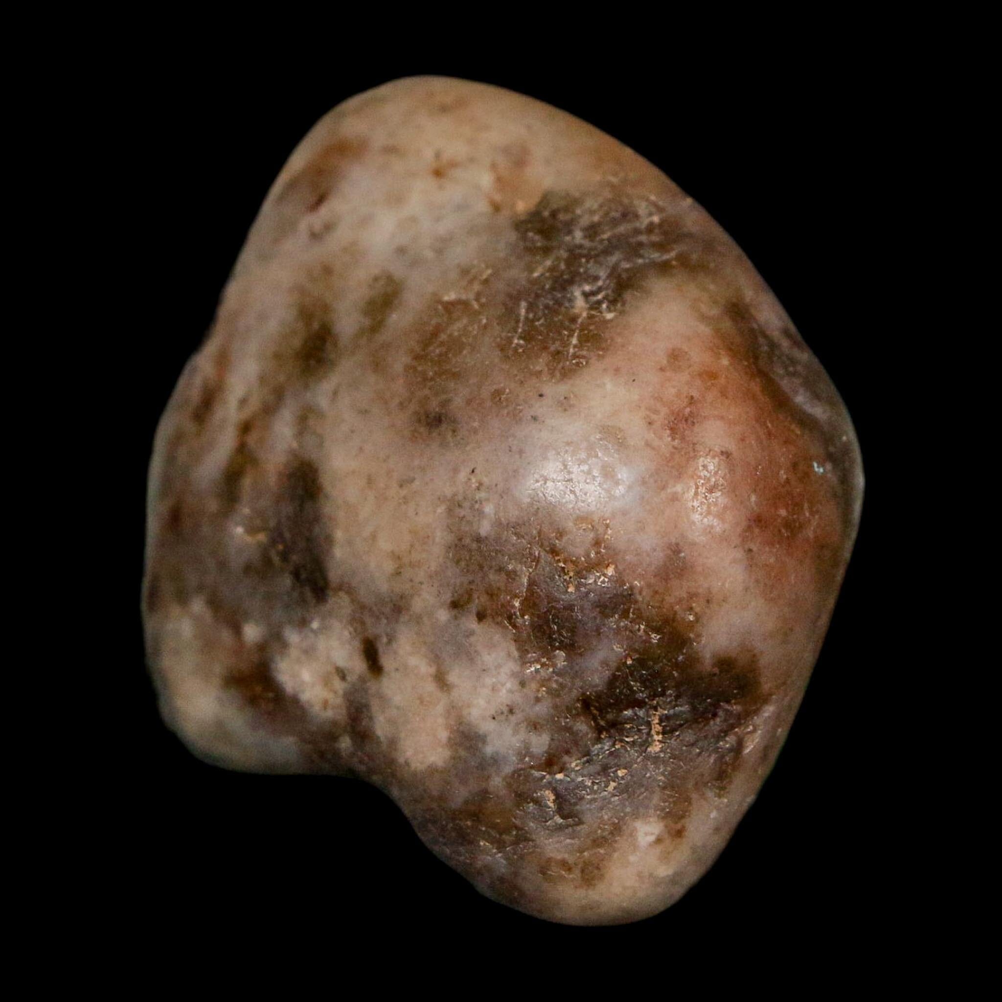 2" Sauropod Dinosaur Stomach Stone Gastrolith Rock Gizzard Stone COA - Fossil Age Minerals