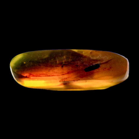 Burmese Insect Amber Coleoptera Beetle Bug Fossil Cretaceous Bermite Dinosaur Age - Fossil Age Minerals