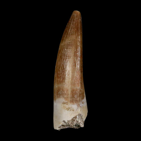 1.9" Plesiosaur Zarafasaura Tooth Fossil Cretaceous Dinosaur Era COA, Stand