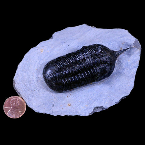 2.9" Morocconites Malladoides Trilobite Fossil Morocco Devonian Age Display, COA - Fossil Age Minerals