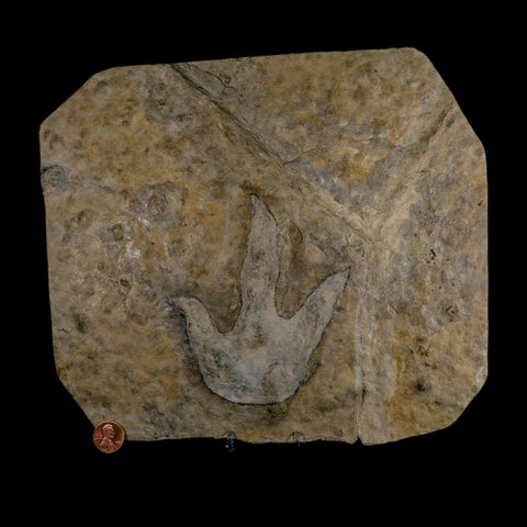 4.8" Grallator Variabilis Dinosaurs Tracks Foot Prints Jurassic Age France COA, Stand - Fossil Age Minerals