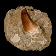 1.4" Mosasaur Prognathodon Fossil Tooth In Matrix Cretaceous Dinosaur Era COA