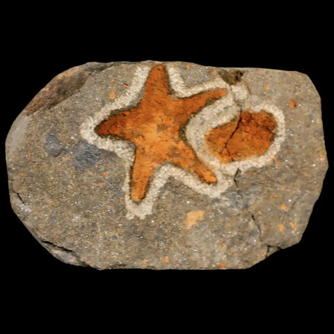 26MM Brittlestar Petraster Starfish Fossil Ordovician Age Blekus Morocco COA - Fossil Age Minerals