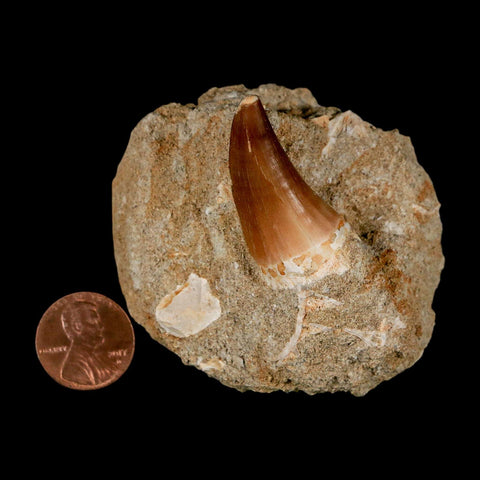 1.4" Mosasaur Prognathodon Fossil Tooth In Matrix Cretaceous Dinosaur Era COA