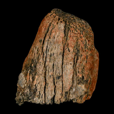 1.9" Triceratops Fossil Horn Tip Section Lance Creek FM Cretaceous Dinosaur WY COA