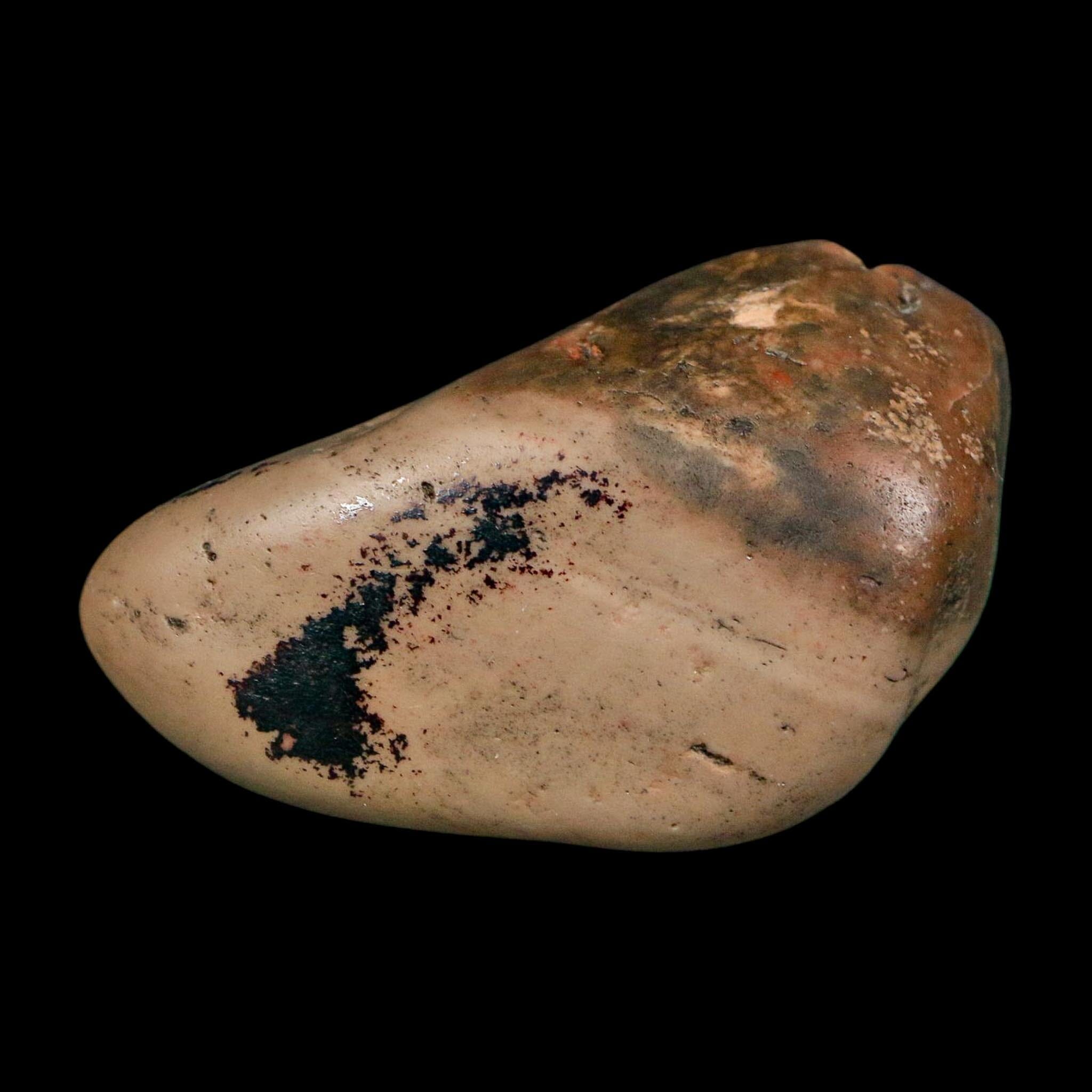 2" Sauropod Dinosaur Stomach Stone Gastrolith Rock Gizzard Stone COA - Fossil Age Minerals