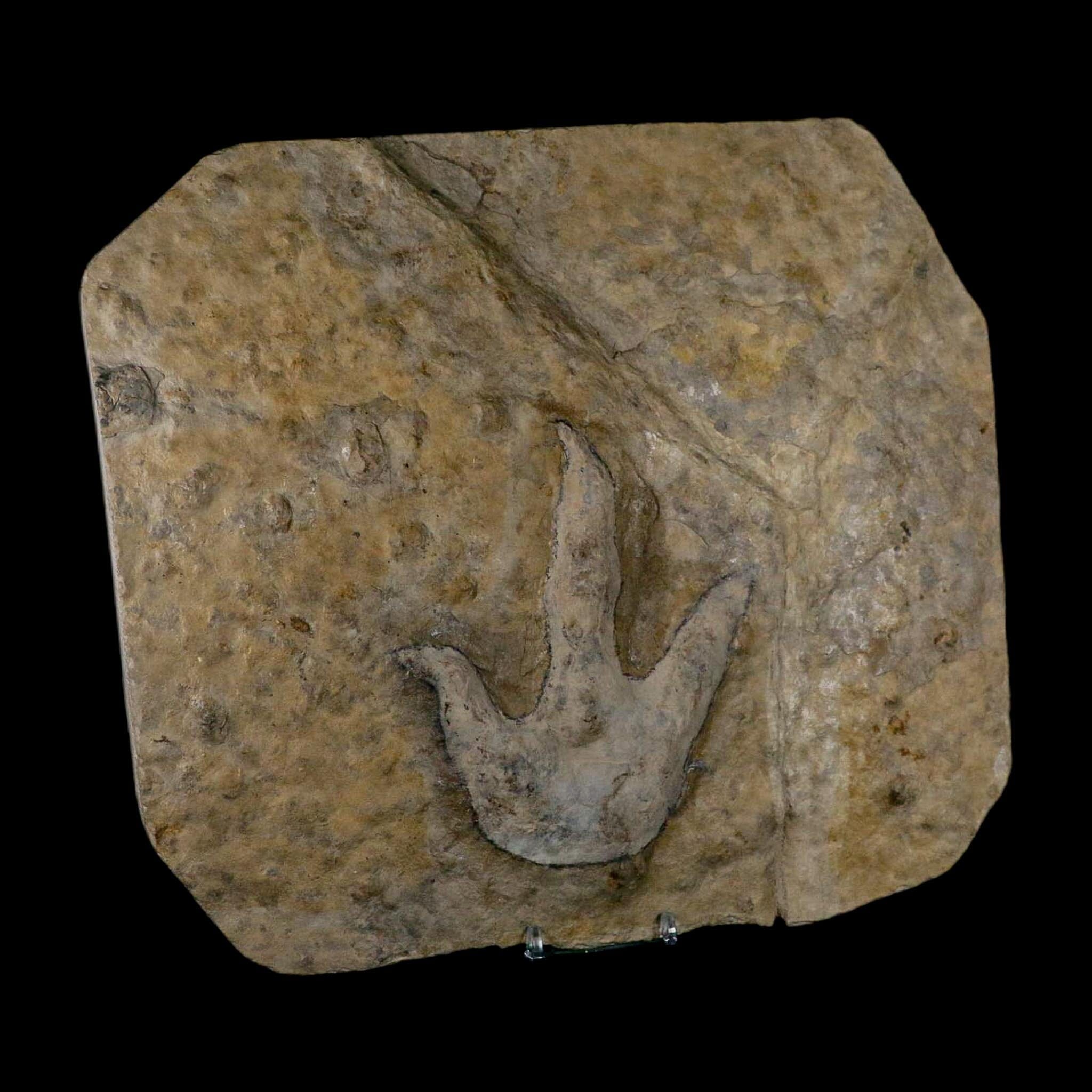 4.8" Grallator Variabilis Dinosaurs Tracks Foot Prints Jurassic Age France COA, Stand - Fossil Age Minerals