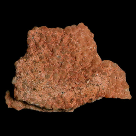 0.7" Megaloolithus Titanosaur Dinosaur Fossil Egg Shell Bouches Du Rhone France Display
