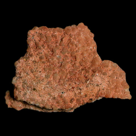 0.7" Megaloolithus Titanosaur Dinosaur Fossil Egg Shell Bouches Du Rhone France Display - Fossil Age Minerals