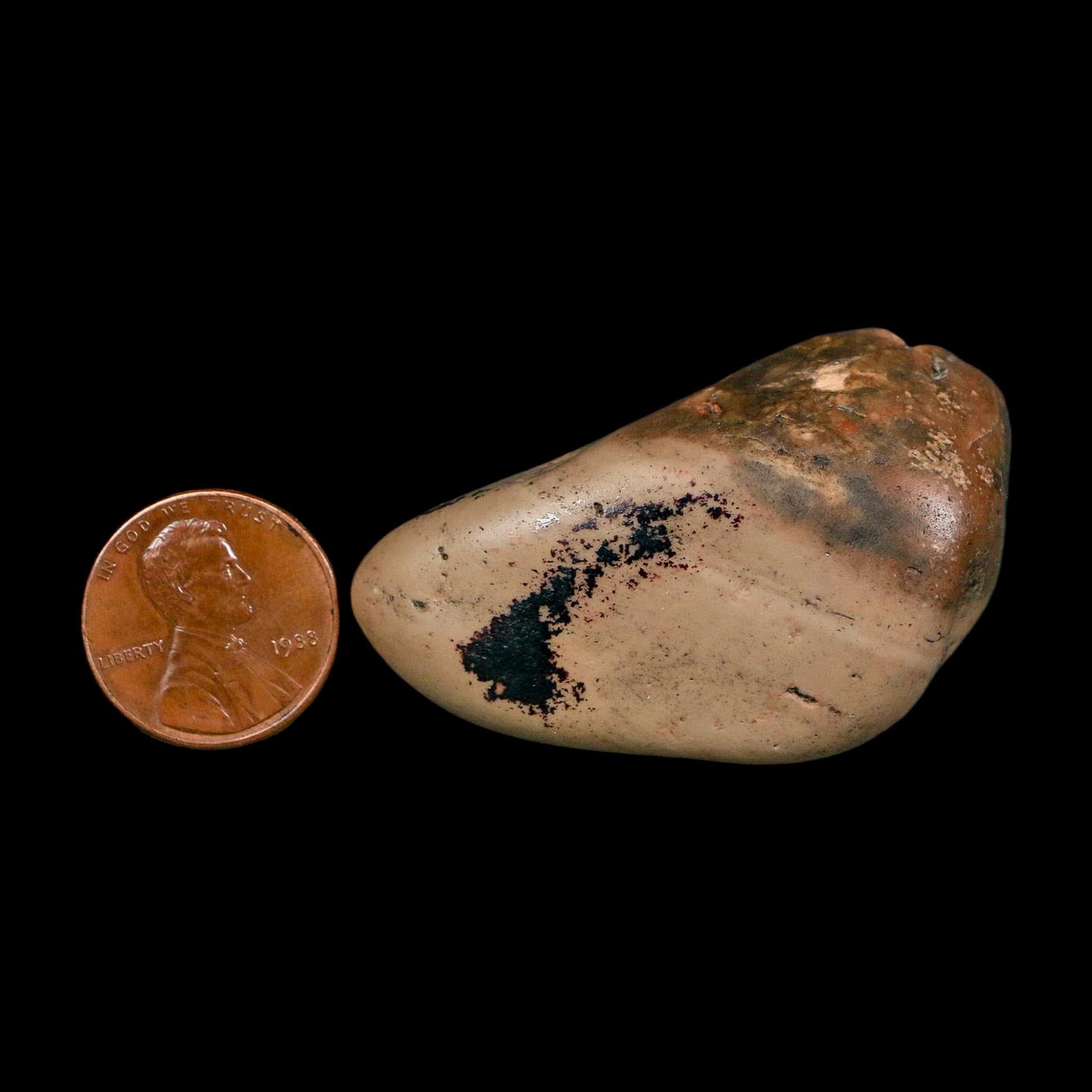 2" Sauropod Dinosaur Stomach Stone Gastrolith Rock Gizzard Stone COA - Fossil Age Minerals