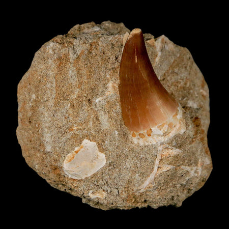 1.4" Mosasaur Prognathodon Fossil Tooth In Matrix Cretaceous Dinosaur Era COA