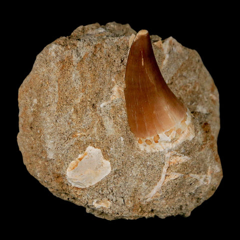 1.4" Mosasaur Prognathodon Fossil Tooth In Matrix Cretaceous Dinosaur Era COA