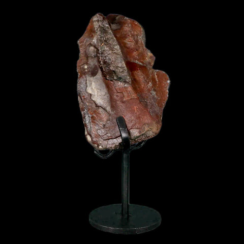 3.9" Allosaurus Fossil Vertebrae Process Morrison FM CO Jurassic Dinosaur COA Stand - Fossil Age Minerals