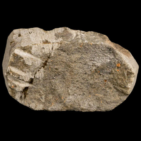 26MM Brittlestar Petraster Starfish Fossil Ordovician Age Blekus Morocco COA - Fossil Age Minerals