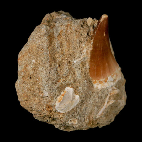 1.4" Mosasaur Prognathodon Fossil Tooth In Matrix Cretaceous Dinosaur Era COA