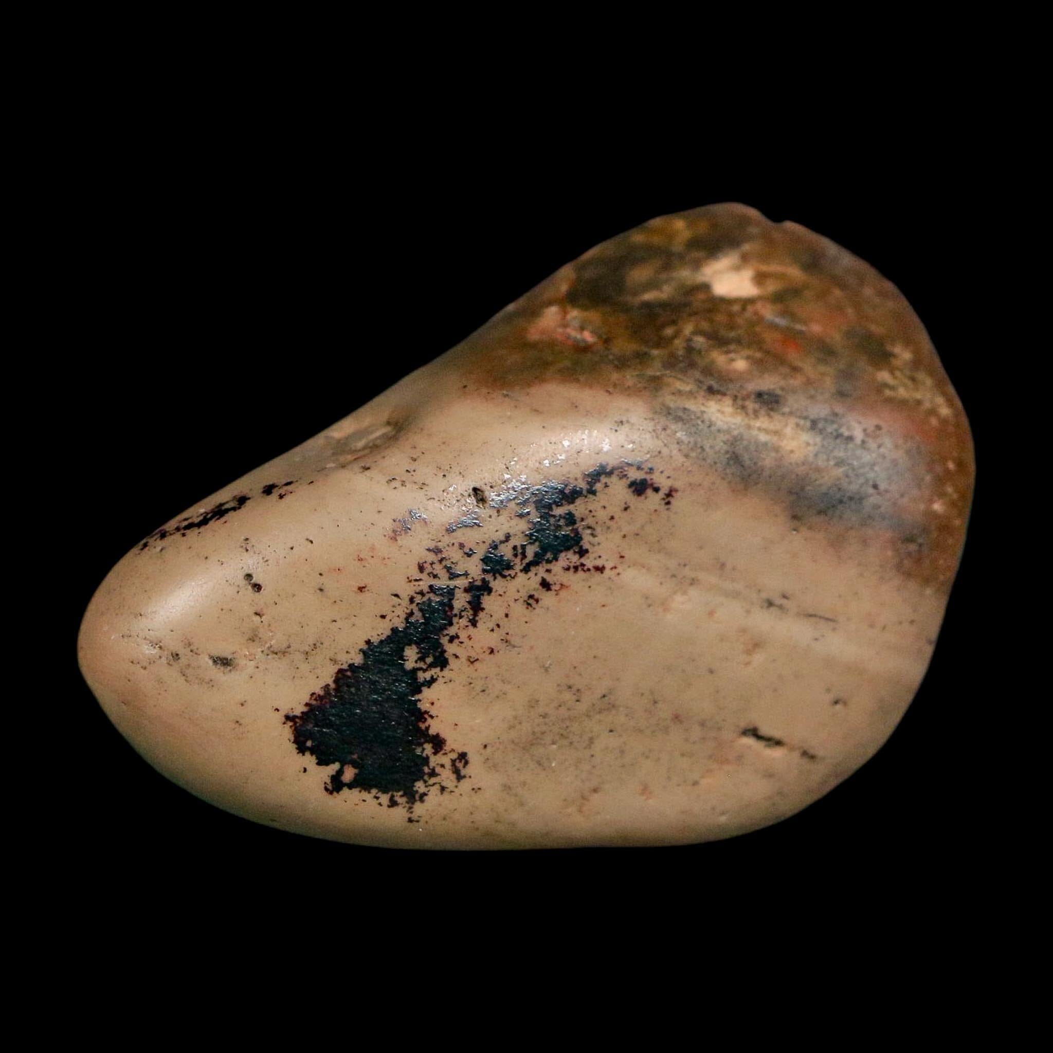 2" Sauropod Dinosaur Stomach Stone Gastrolith Rock Gizzard Stone COA - Fossil Age Minerals