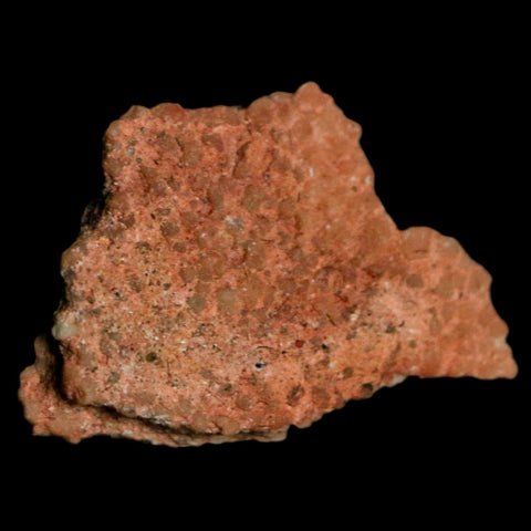 0.7" Megaloolithus Titanosaur Dinosaur Fossil Egg Shell Bouches Du Rhone France Display - Fossil Age Minerals