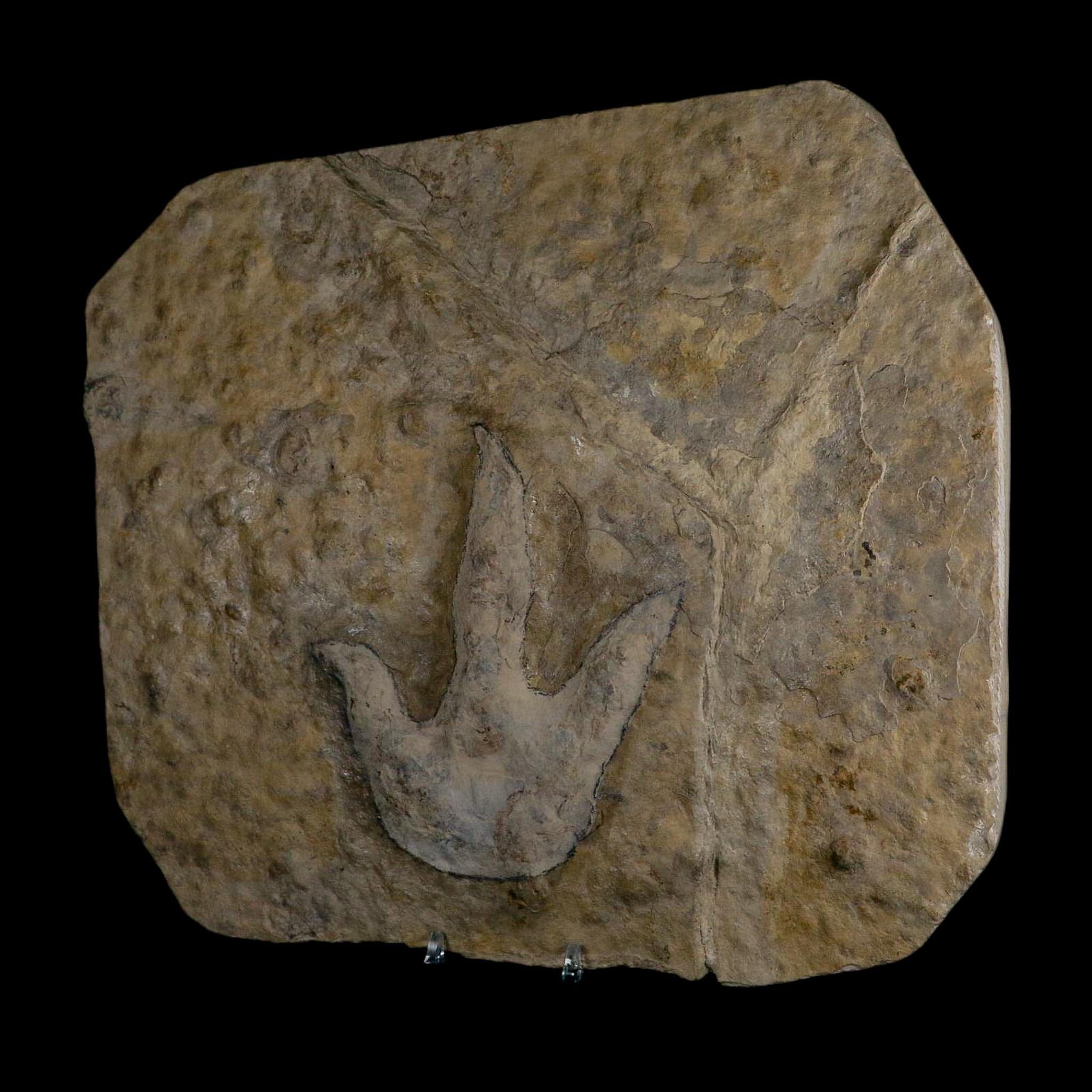 4.8" Grallator Variabilis Dinosaurs Tracks Foot Prints Jurassic Age France COA, Stand - Fossil Age Minerals