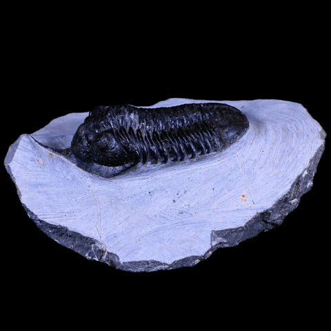 2.9" Morocconites Malladoides Trilobite Fossil Morocco Devonian Age Display, COA - Fossil Age Minerals
