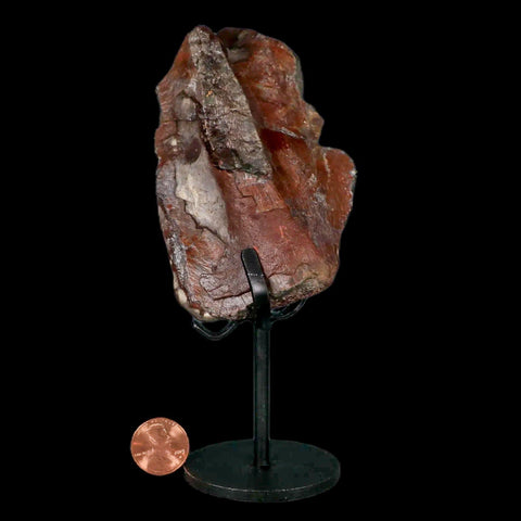 3.9" Allosaurus Fossil Vertebrae Process Morrison FM CO Jurassic Dinosaur COA Stand - Fossil Age Minerals