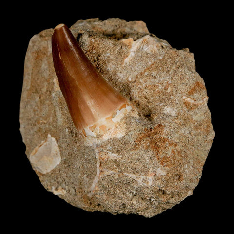 1.4" Mosasaur Prognathodon Fossil Tooth In Matrix Cretaceous Dinosaur Era COA