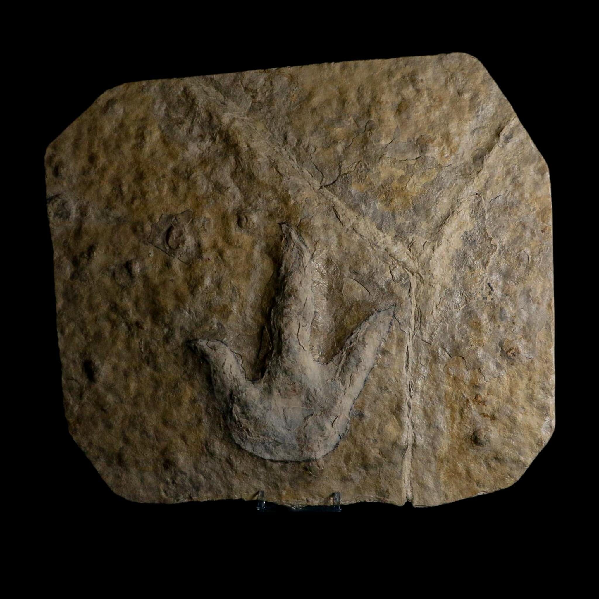 4.8" Grallator Variabilis Dinosaurs Tracks Foot Prints Jurassic Age France COA, Stand - Fossil Age Minerals