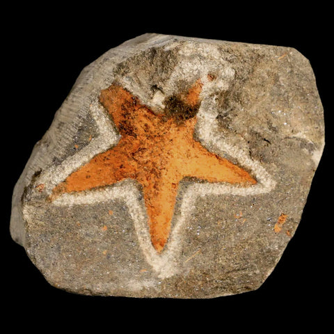 36MM Brittlestar Petraster Starfish Fossil Ordovician Age Blekus Morocco COA - Fossil Age Minerals