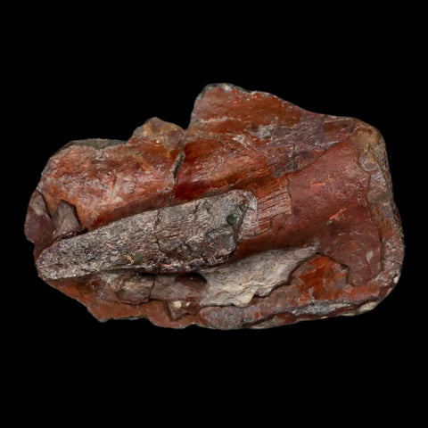 3.9" Allosaurus Fossil Vertebrae Process Morrison FM CO Jurassic Dinosaur COA Stand - Fossil Age Minerals