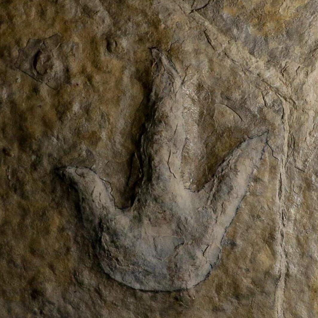 4.8" Grallator Variabilis Dinosaurs Tracks Foot Prints Jurassic Age France COA, Stand - Fossil Age Minerals