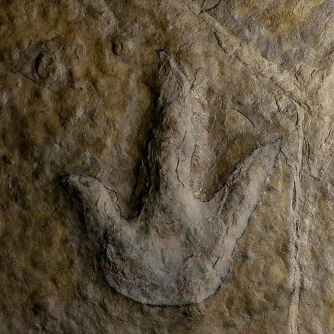4.8" Grallator Variabilis Dinosaurs Tracks Foot Prints Jurassic Age France COA, Stand - Fossil Age Minerals
