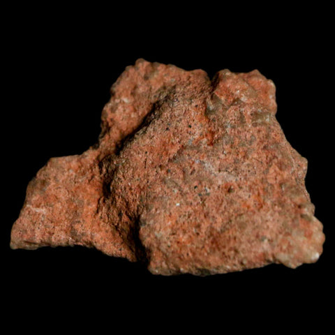 0.7" Megaloolithus Titanosaur Dinosaur Fossil Egg Shell Bouches Du Rhone France Display - Fossil Age Minerals