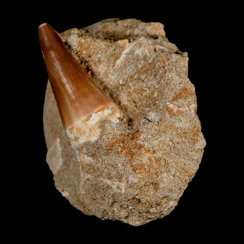 1.4" Mosasaur Prognathodon Fossil Tooth In Matrix Cretaceous Dinosaur Era COA