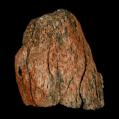 1.9" Triceratops Fossil Horn Tip Section Lance Creek FM Cretaceous Dinosaur WY COA