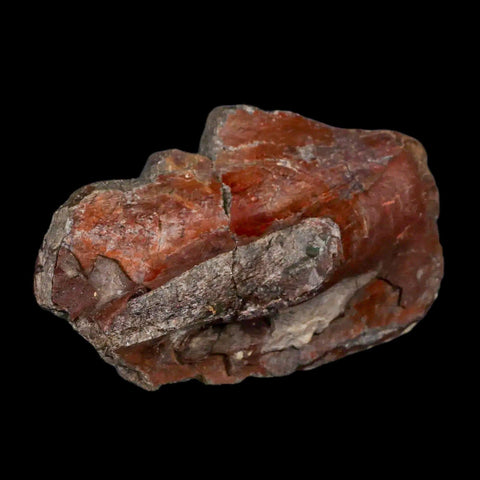 3.9" Allosaurus Fossil Vertebrae Process Morrison FM CO Jurassic Dinosaur COA Stand - Fossil Age Minerals
