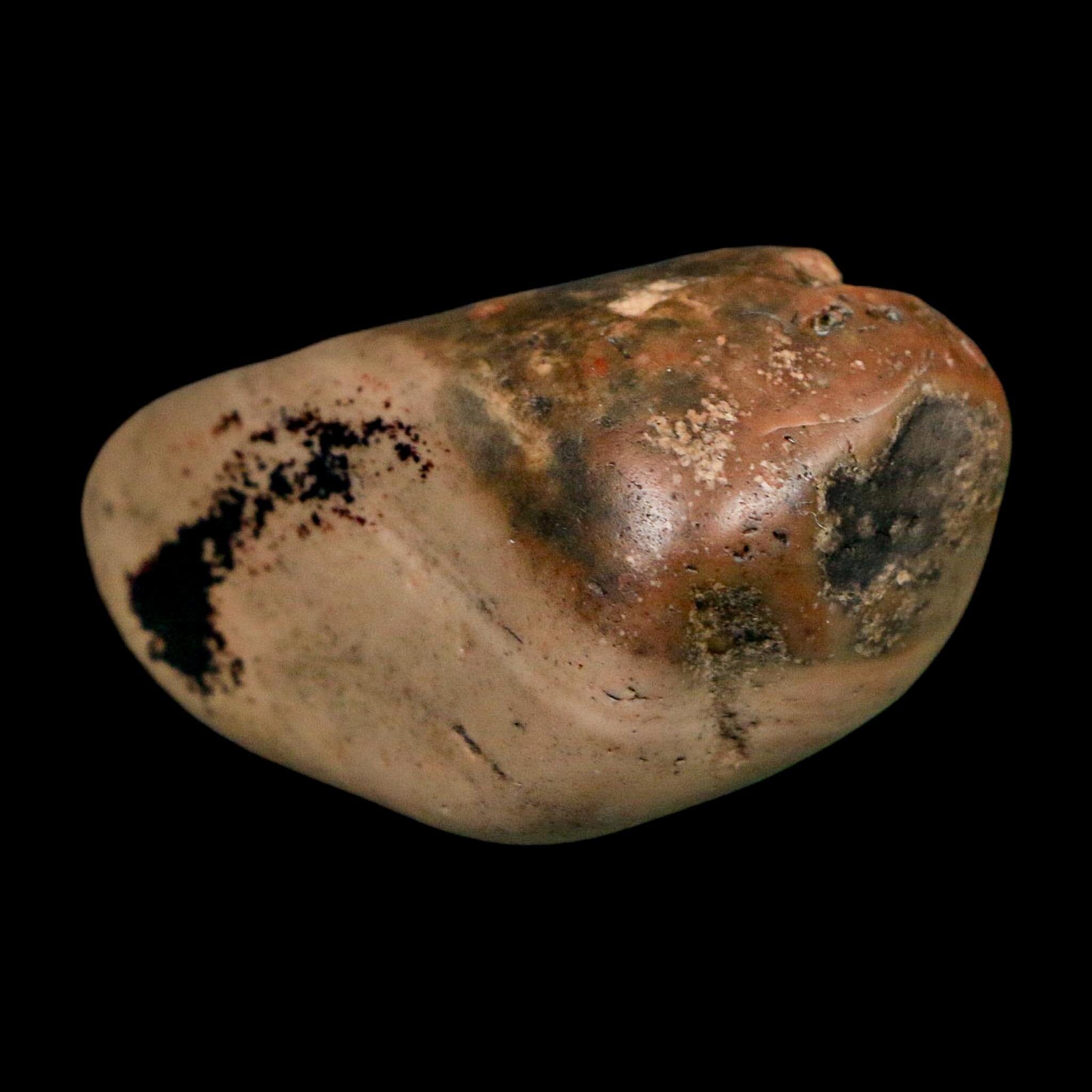 2" Sauropod Dinosaur Stomach Stone Gastrolith Rock Gizzard Stone COA - Fossil Age Minerals