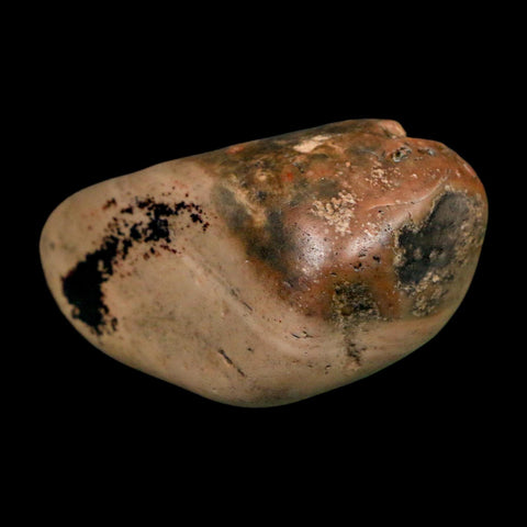 2" Sauropod Dinosaur Stomach Stone Gastrolith Rock Gizzard Stone COA - Fossil Age Minerals