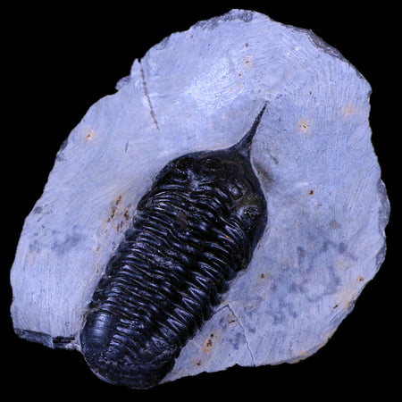 2.6" Morocconites Malladoides Trilobite Fossil Morocco Devonian Age Display, COA