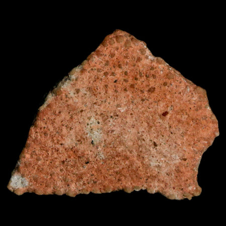 0.7" Megaloolithus Titanosaur Dinosaur Fossil Egg Shell Bouches Du Rhone France Display